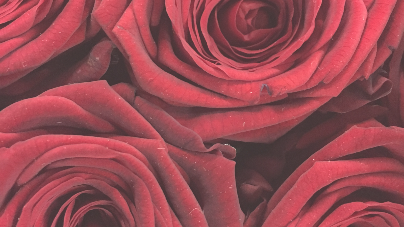 Galentine's Celebration